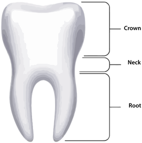 Exterior of Tooth Illustration